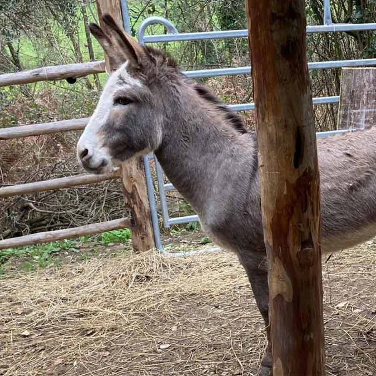 Camillo