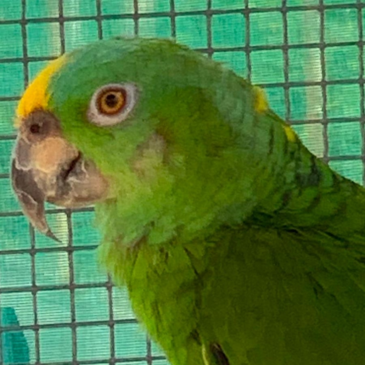 Pippilotta