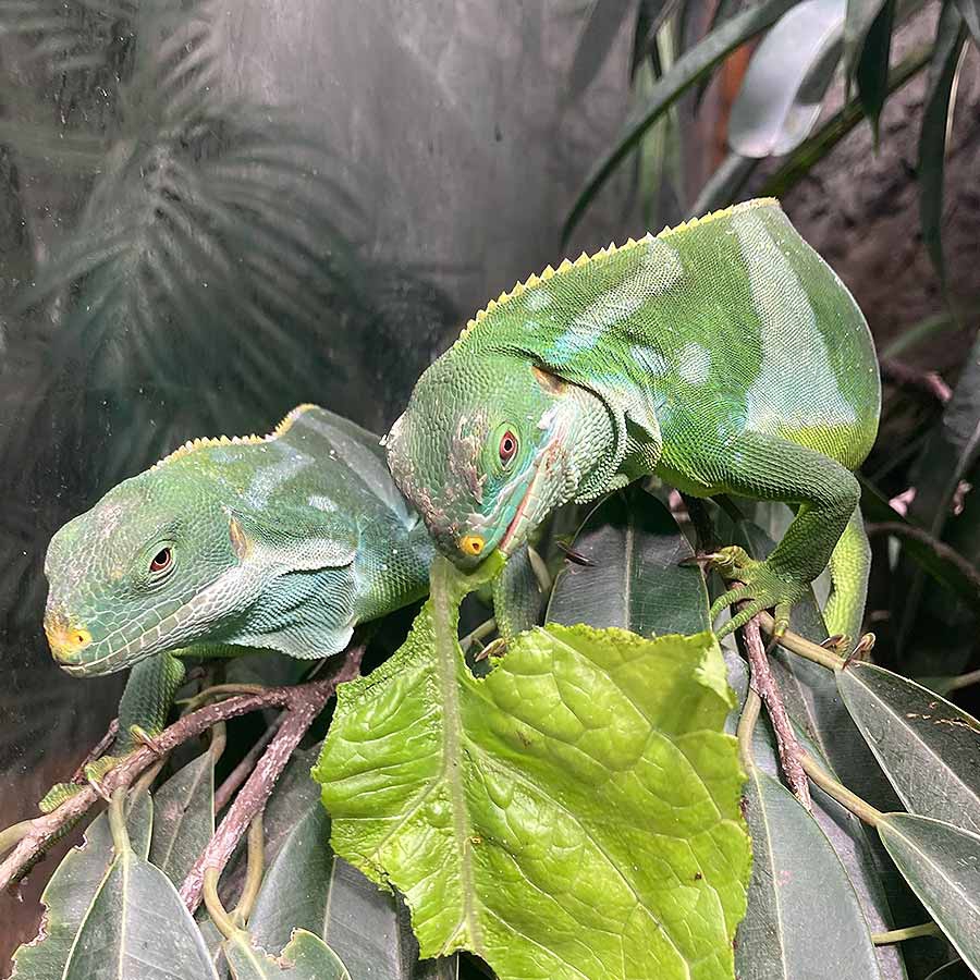 Iguane