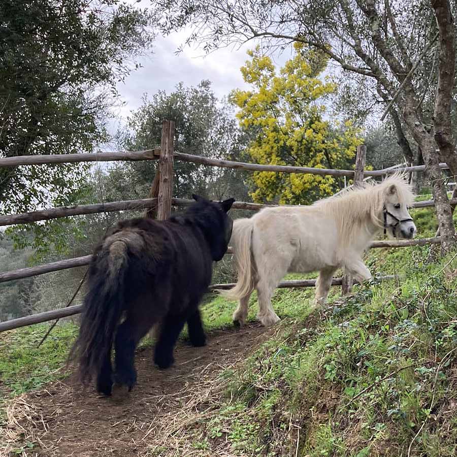 Pony