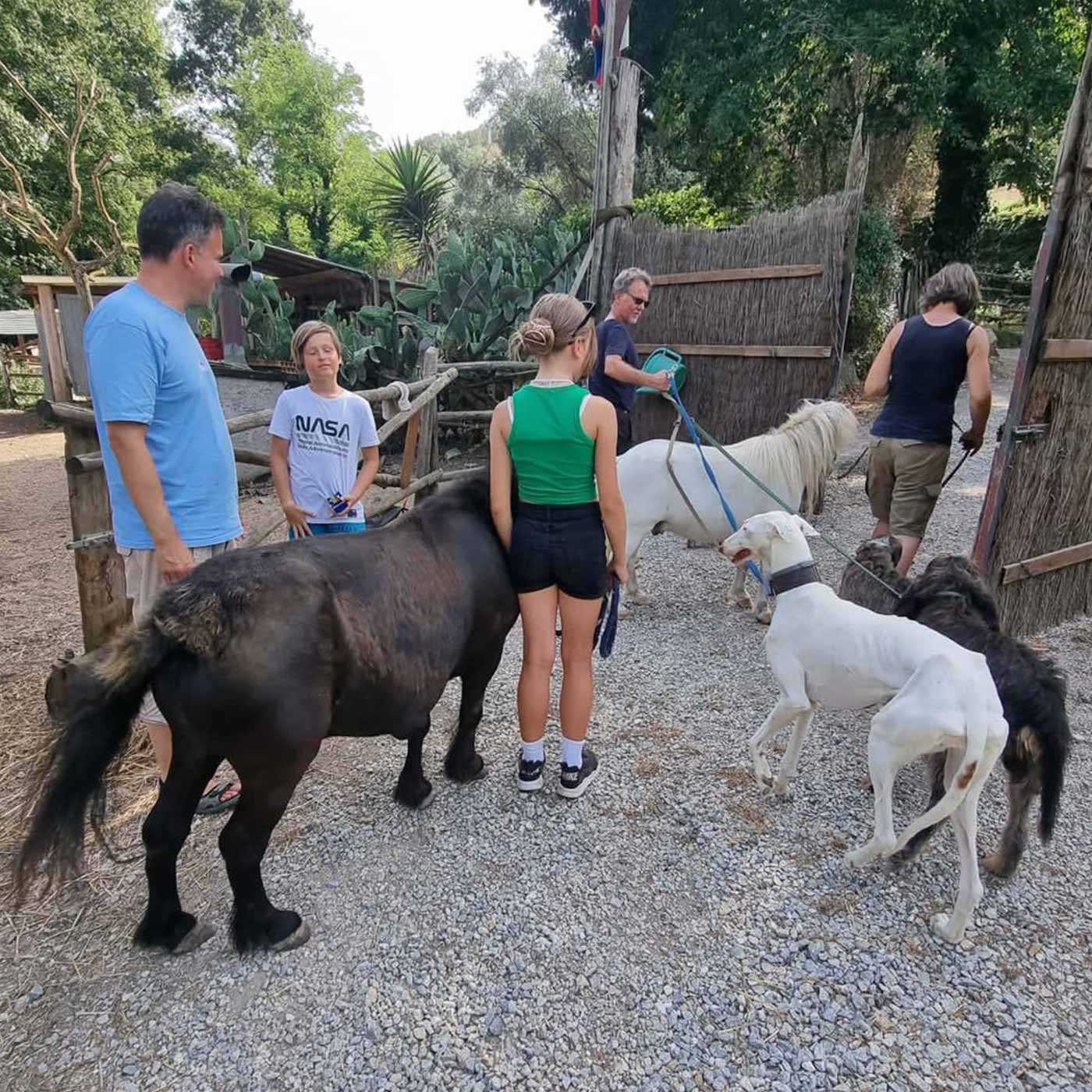 Ponys11