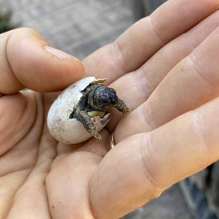 Schildkroete5