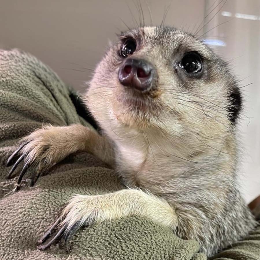 Timon
